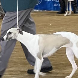 Maya - Whippet