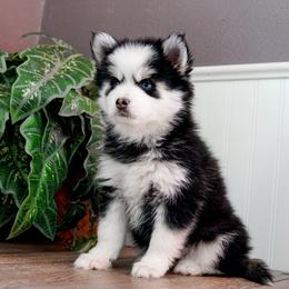 Pomsky Puppies from Arctic Star Pomskies