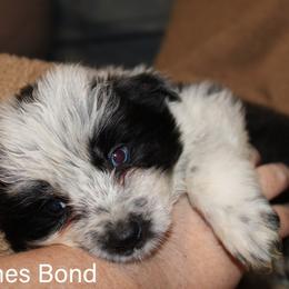 James Bond - Seal male Border Collie puppy in Crawfordsville, Indiana from Rescued Dreams Border Collies