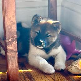 Kira - Girl 3 - Brown female Akita puppy in Coopersburg, Pennsylvania from Main Street Akitas