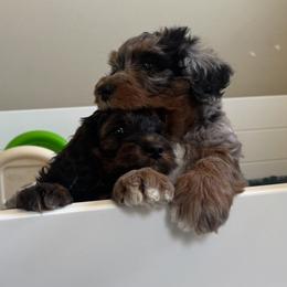 Bernedoodle, Cockapoo, and Goldendoodle Puppies from Avery Doodle Day LLC