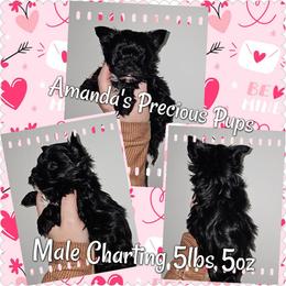 Nicholas - Black and tan male Yorkshire Terrier puppy in Wartburg, Tennessee from Amanda's Precious Pups