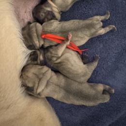 Red collar - Fawn male Pug puppy in Tallapoosa, Georgia from West Georgia Pugs