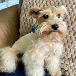 Montana Rose - Miniature Schnauzer