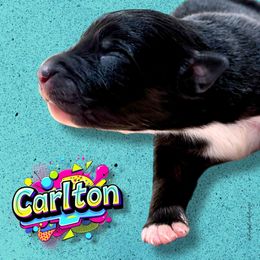 CARLTON - Black Tri Male - Black tri-color male Australian Shepherd puppy in Gainesville, Texas from Lady Luck Aussies