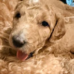 Clarissa - Purple girl - Apricot female Goldendoodle puppy in Puyallup, Washington from Dawnie’s Doodles