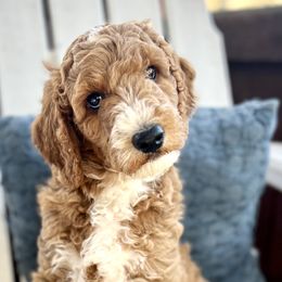 Barkley - Apricot Goldendoodle puppy in Saint John, Indiana from Lulu's Goldendoodles