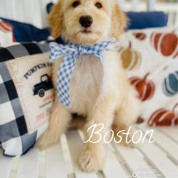 Goldendoodle Puppies from Thompson Creek Doodles