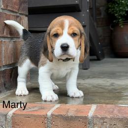 Marty - Black tan and white male Beagle puppy in Mansfield, Missouri from Rippee Creek Kennel