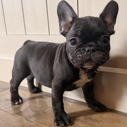 Betsy - Brindle female French Bulldog puppy in Salem, Illinois from Itsabulldogthing