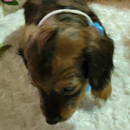 Dachshund Puppies from CLARK'S BREEDING PROGRAM