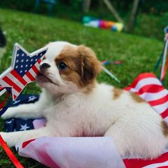 Boy#9 Brian - Sable and white Japanese Chin puppy in Vernon, Connecticut from Chin Babies