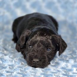Ziggy - Black male Miniature Schnauzer puppy in Ely, Nevada from Great Basin Miniature Schnauzers
