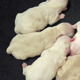 Cream girl - Cream and white female Shih Tzu puppy in Vinita, Oklahoma from Locust Creek Shih Tzu & Havanese