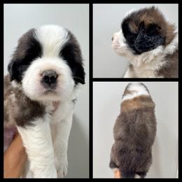 Black - White and brown male Saint Bernard puppy in Ladysmith, Wisconsin from Northwoods Saint Bernards