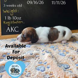 Batty Koda - Brindle male Dachshund puppy in Hoquiam, Washington from Heyd's Mini Dachshunds