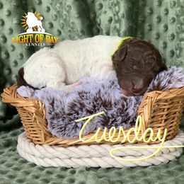 Poodle Puppies from Light of Day Kennels