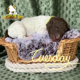 Poodle Puppies from Light of Day Kennels