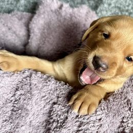 Labrador Retrievers from Yogo Point Kennels