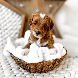Usopp - Red  male Goldendoodle puppy in Springville, Utah from Happy Doodle