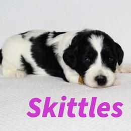 Girl 2 - female Australian Labradoodle puppy in Austin, Texas from AussieTex Labradoodles
