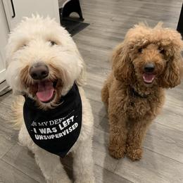 Goldendoodles from Doodles By Z