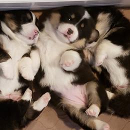 Pembroke Welsh Corgi Puppies from The Clever Corgi