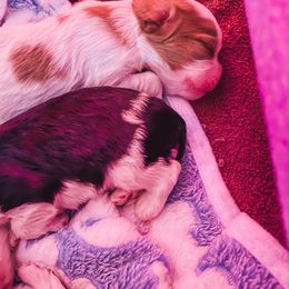 Cavalier King Charles Spaniel Puppies from Faybelle's Cavaliers