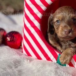 Oscar - Dachshund puppy from Southern Drawl Dachshunds