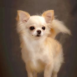 Gator - Chihuahua