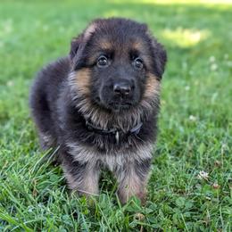 Ladybug Vom Legacy - Black and red female German Shepherd puppy in Kingsley, Michigan from Legacy German Shepherds