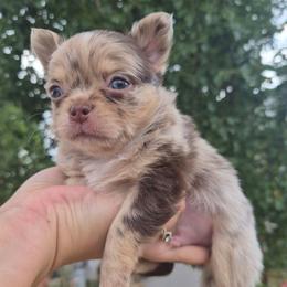 Vermeer - Merle male Chihuahua puppy in Silver Summit, Utah from Snow Peak Kennel