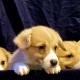 Pembroke Welsh Corgi Puppies from Whimsical Treasure Corgis