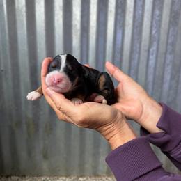 June - Tri-color female Bernedoodle puppy in Yuba City, California from Ranch House Doodles