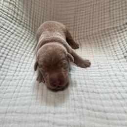 Red collar - Silver male Dilute Retriever puppy in Valley Center, California from Stunning Silver Bullets Labradors
