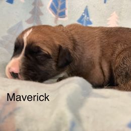 Boerboel, Shorkie, and Toy Australian Shepherd Puppies from SATA Kennels