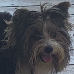 Biewer Terrier and Yorkshire Terrier All Grown Up from Southern Georgia Yorkies and biewers