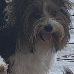 Biewer Terrier and Yorkshire Terrier All Grown Up from Southern Georgia Yorkies and biewers