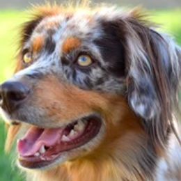 Darla - Miniature Australian Shepherd