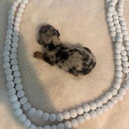 Boone - Dapple male Dachshund puppy in Dinwiddie, Virginia from White Oak Kennels