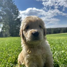 Tot - Golden male Golden Retriever puppy in Peyton, Colorado from Jana Belanger
