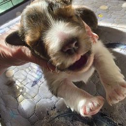 Truffle - Sable and white male Shetland Sheepdog puppy in Seminole, Oklahoma from Symphony Shelties