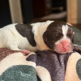Cedar - White and liver male German Shorthaired Pointer puppy in Georgia from CMC Farms