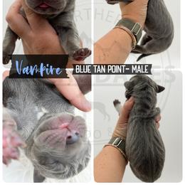 Vampire - Blue male Great Dane puppy in Sac City, Iowa from Northern Great Danes of Colorado & Iowa