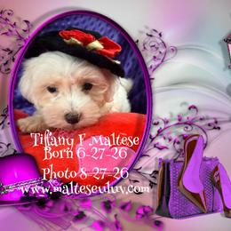 Tiffany - White female Maltese puppy in Silverhill, Alabama from Malteseuluv’s Tiny Treasurers