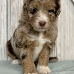 Aussiedoodle and Bernedoodle Puppies from North 40 Doodles