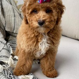 Cavapoo and Goldendoodle Puppies from Countyline Doodles LLC