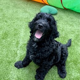 Cole - Black male Goldendoodle puppy in Murrieta, California from Apricot Poodles & Goldendoodles, LLC