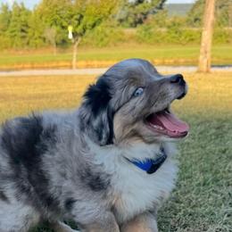 Miniature Australian Shepherd Puppies from Lil’ Bit Farms