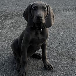 Girl 5 - Blue female Weimaraner puppy in Pelzer, South Carolina from Weimaraners of South Carolina